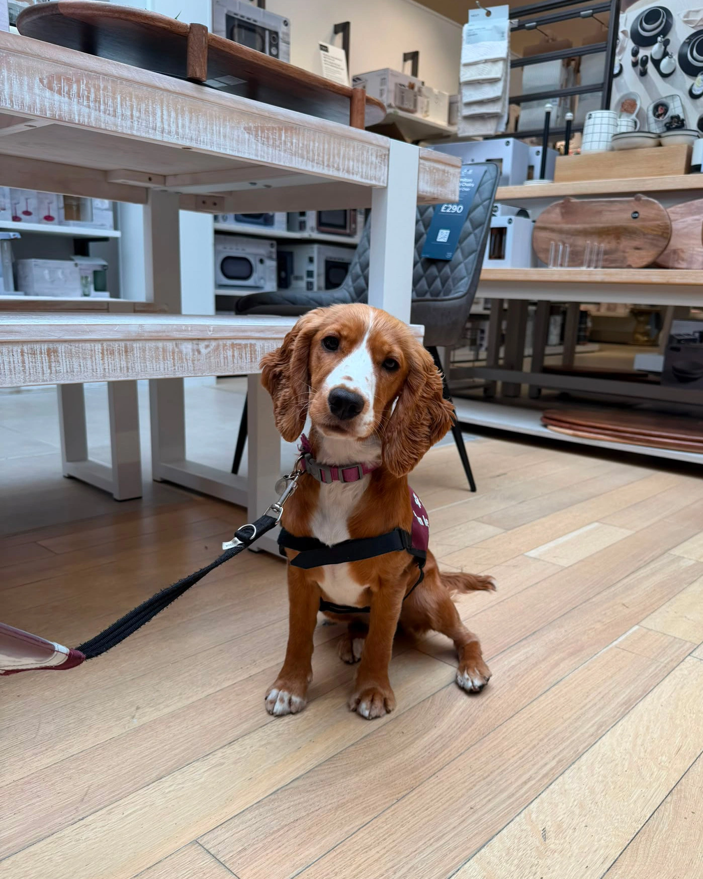 A brown and white cocker spaniel sitting on a wooden shop floor