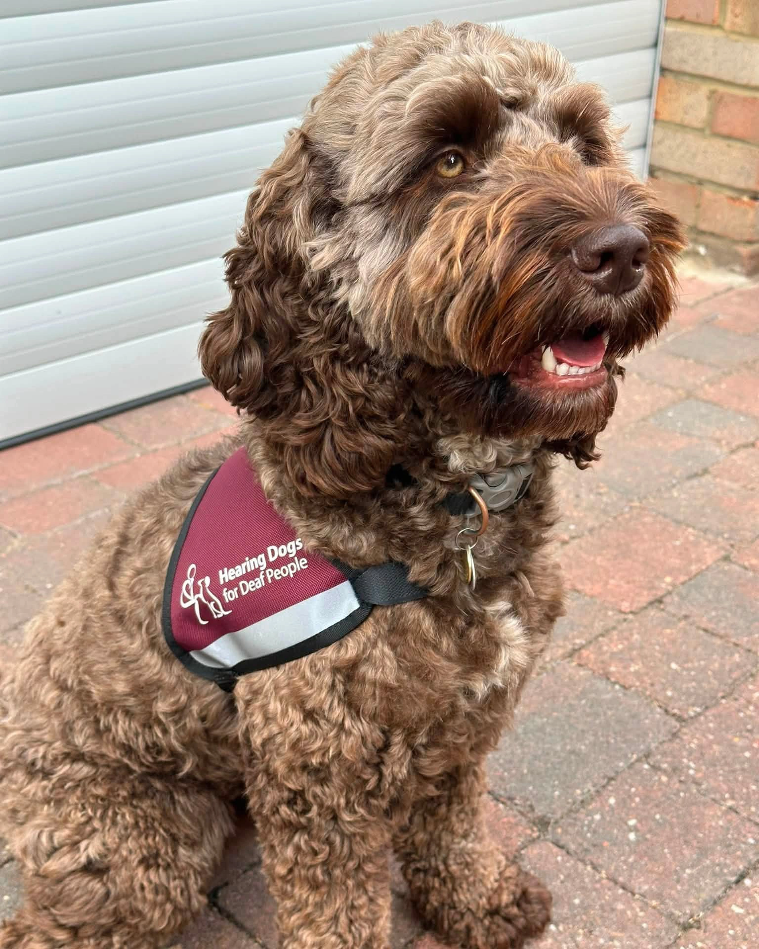 A curly brown dog wearing a hearing dog jacket sitting on paving stones