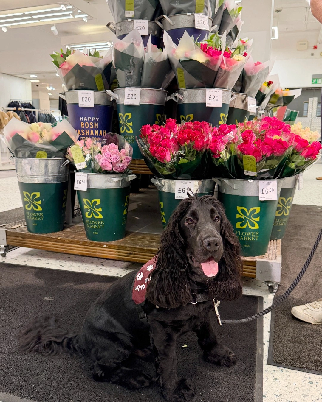 A black cocker spaniel sitting in front of a shop display of flowers. He is wearing a hearing dogs training jacket.