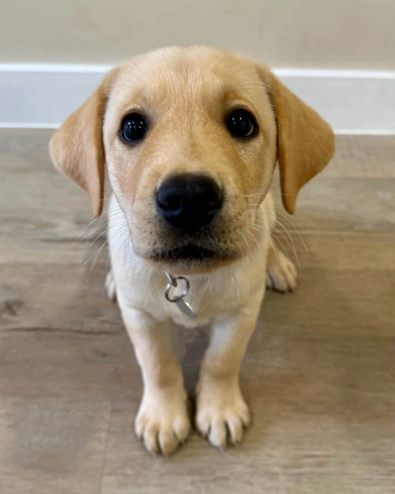 A very cute yellow labrador puppy looking at camera with puppy dog eyes.
