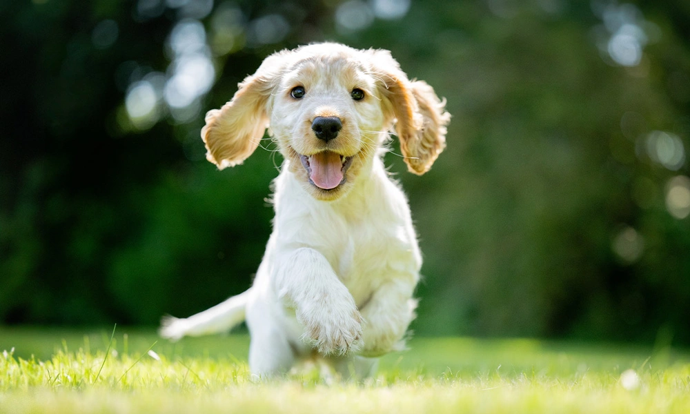 Orange roan spaniel puppy running through grass
