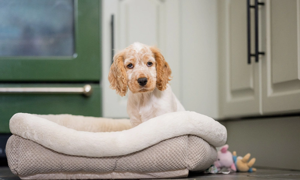 Orange roan spaniel puppy sitting in soft bed