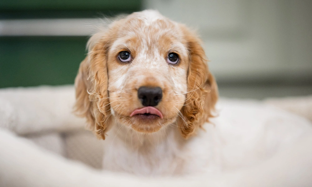 Orange roan spaniel looking at camera sticking tongue out