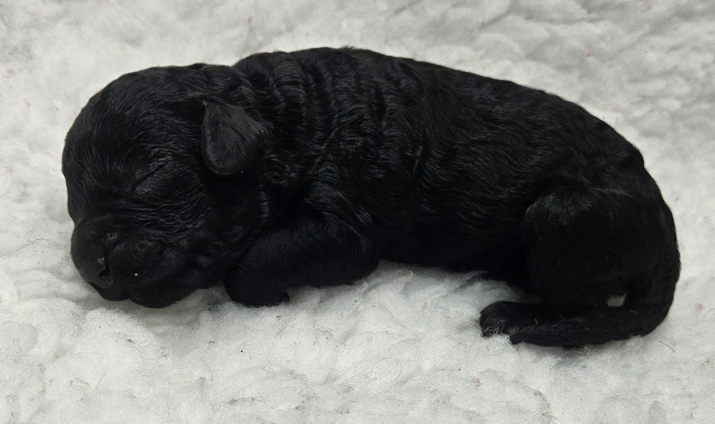 New born poodle puppy