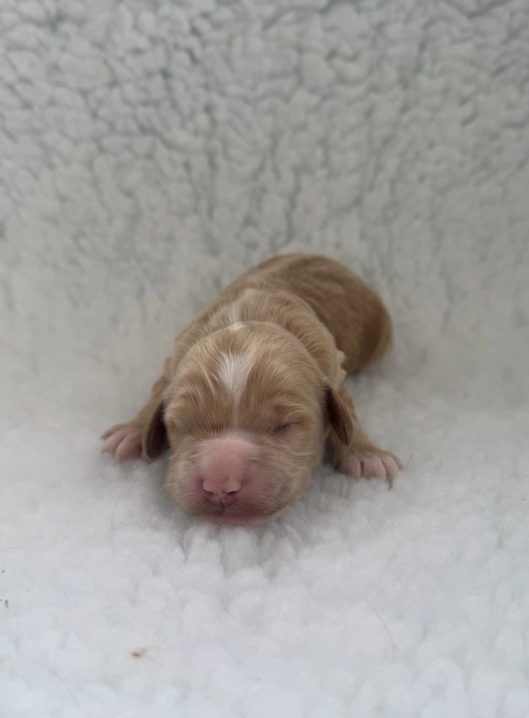 New born cockerpoo puppy