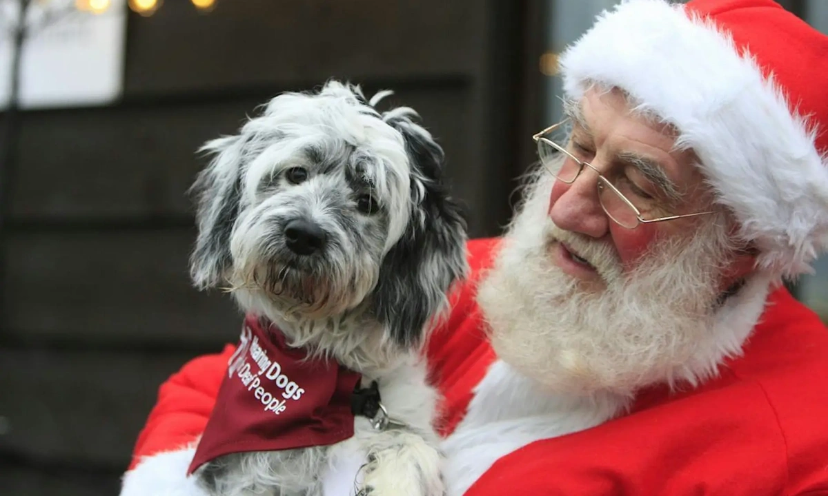 Hearing Dogs for Deaf People Santa's Grotto Christmas Event