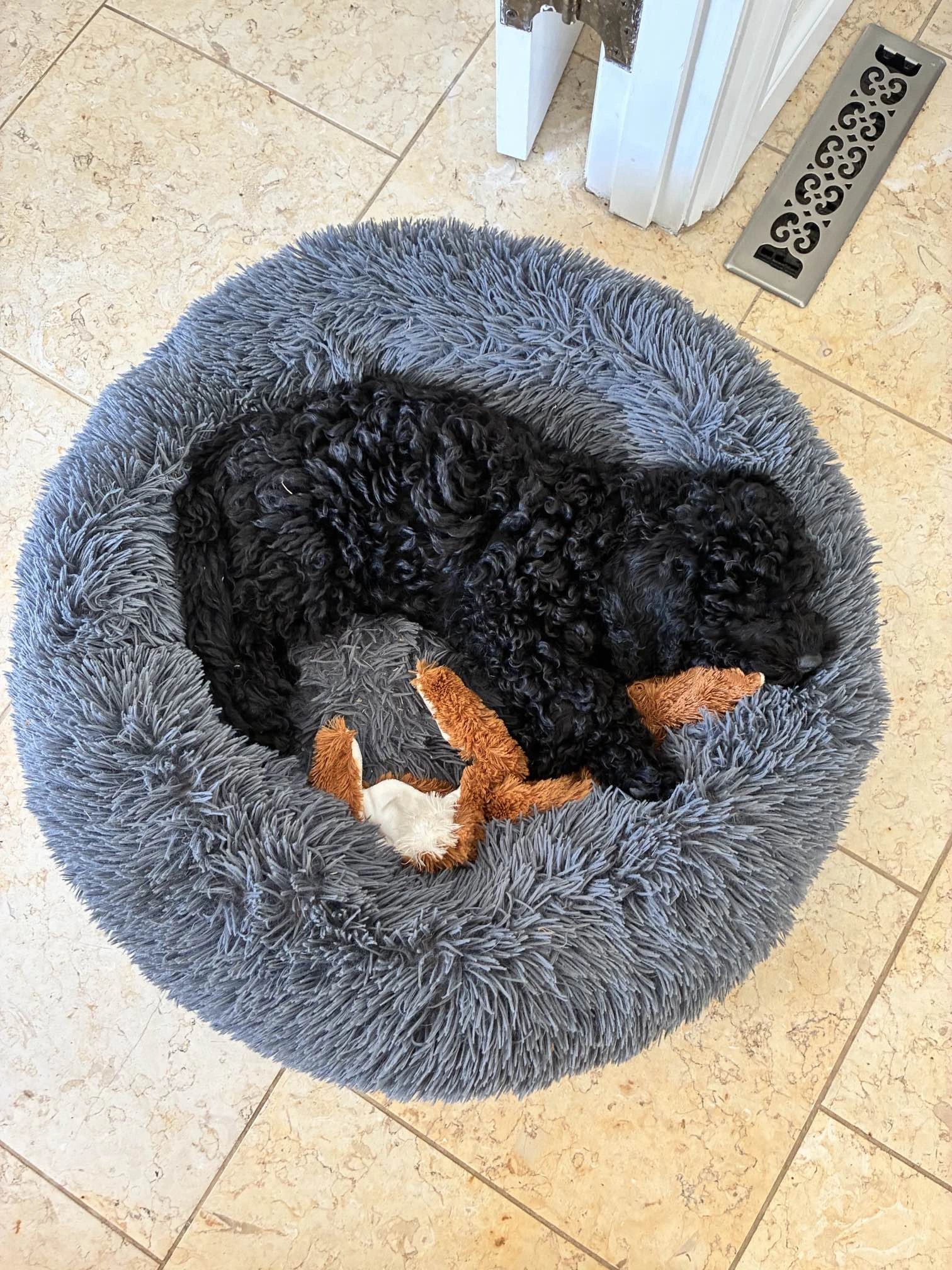 black poodle puppy in bed