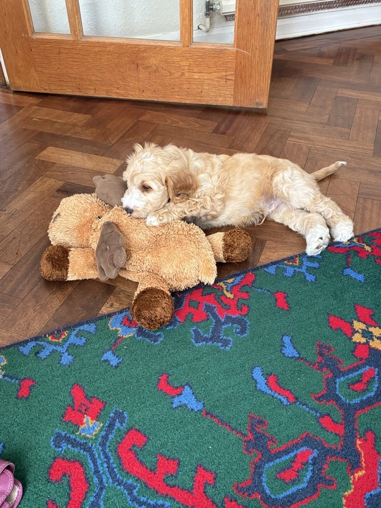 puppy and toy