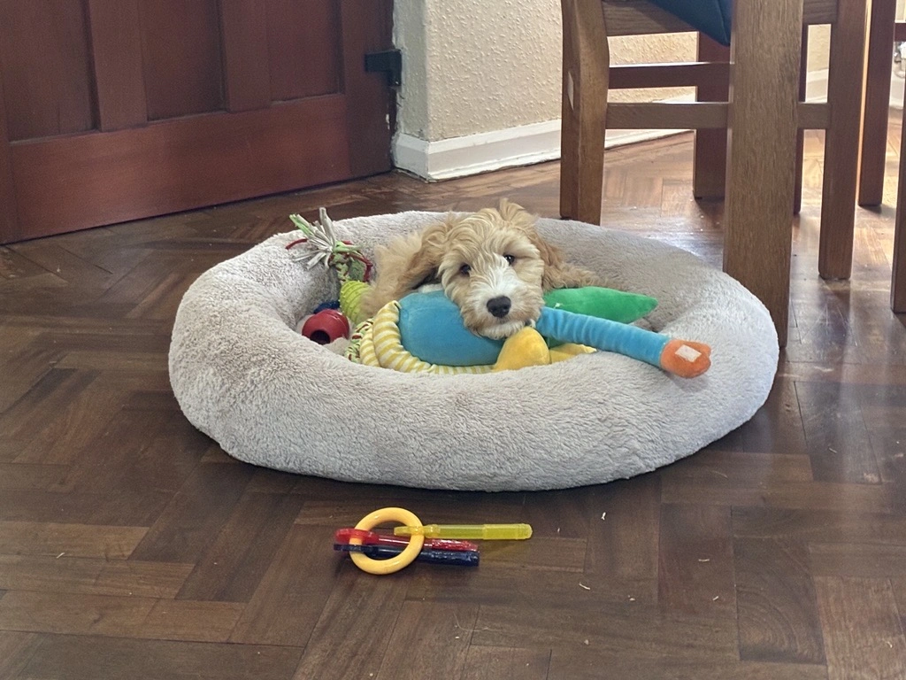 cockerpoo puppy in bed
