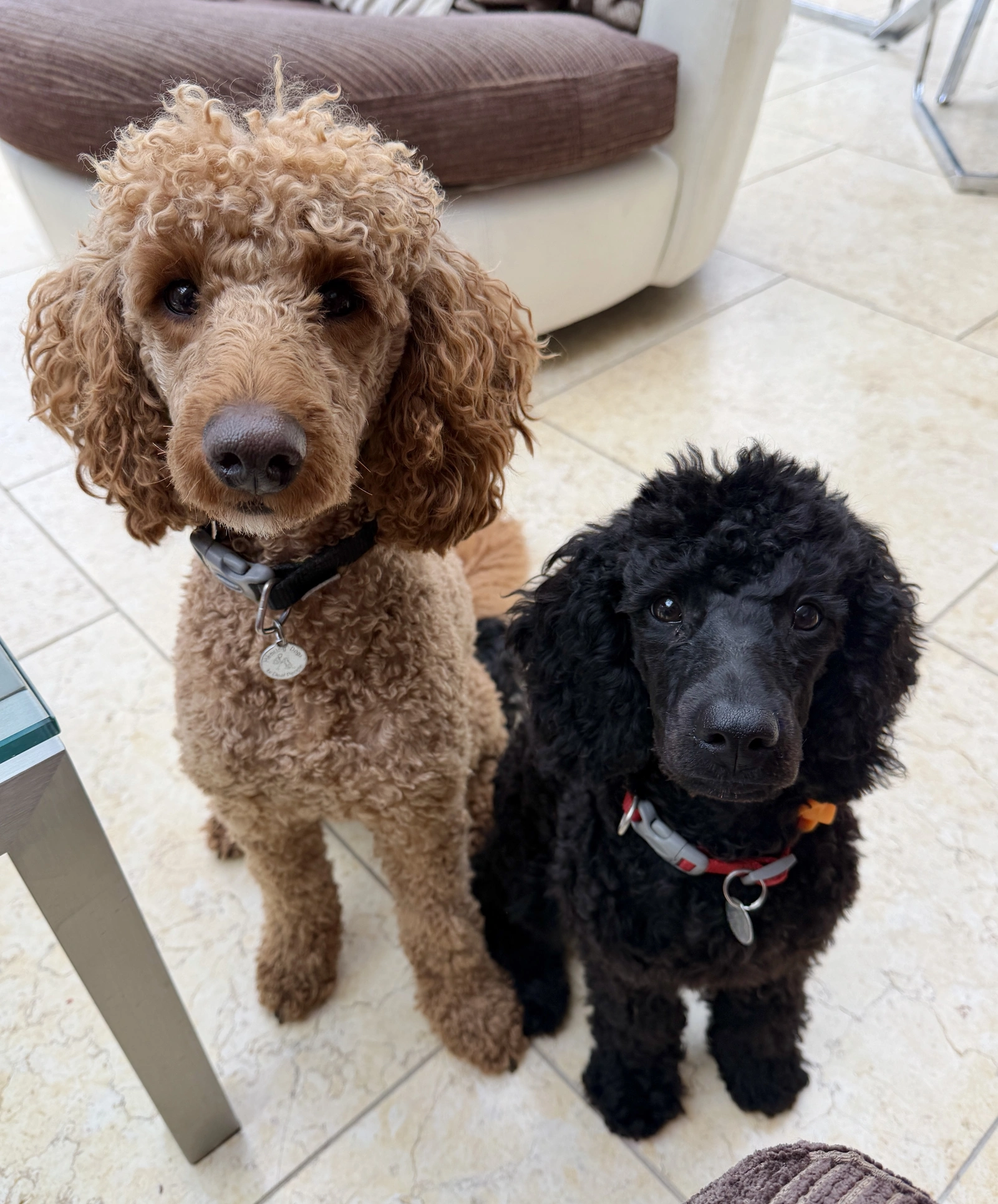 black poodle puppy and brown poodle