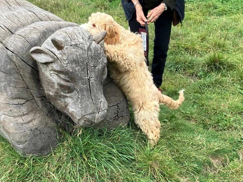 puppy jumping on log