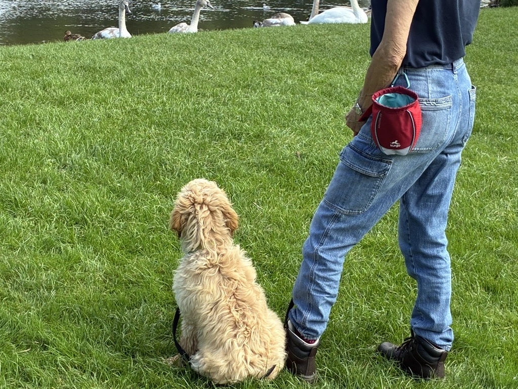 Cockerpoo puppy looking at swans