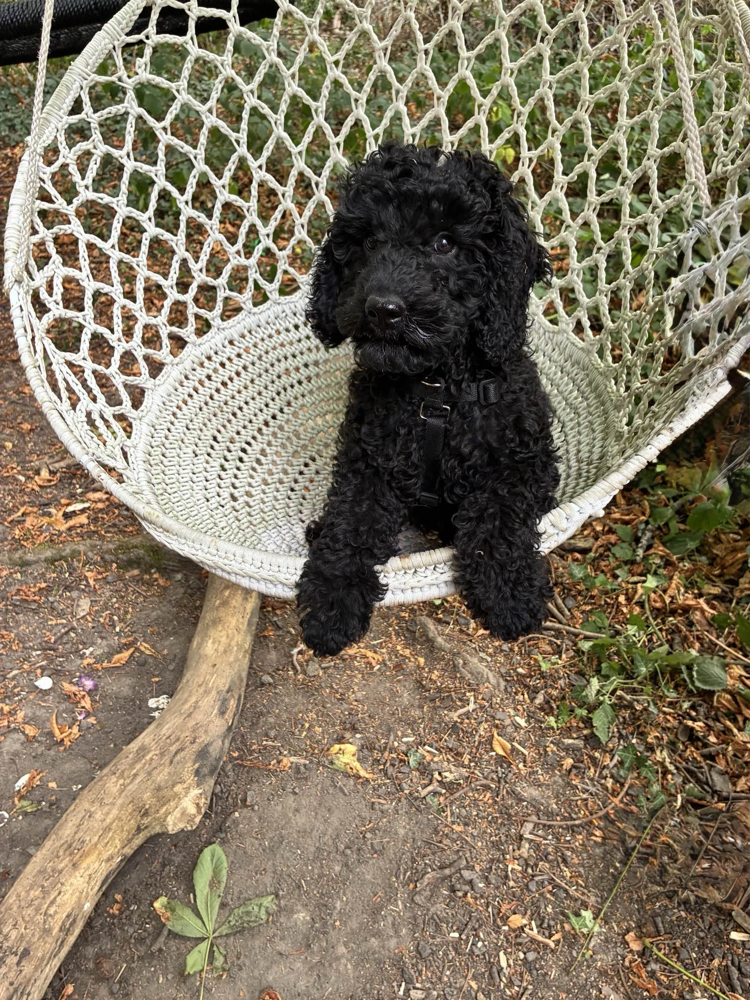 black poodle puppy sitting in chair