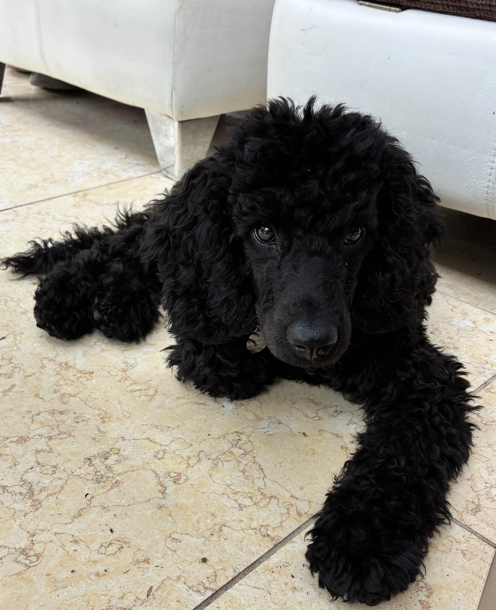 black poodle puppy lying down