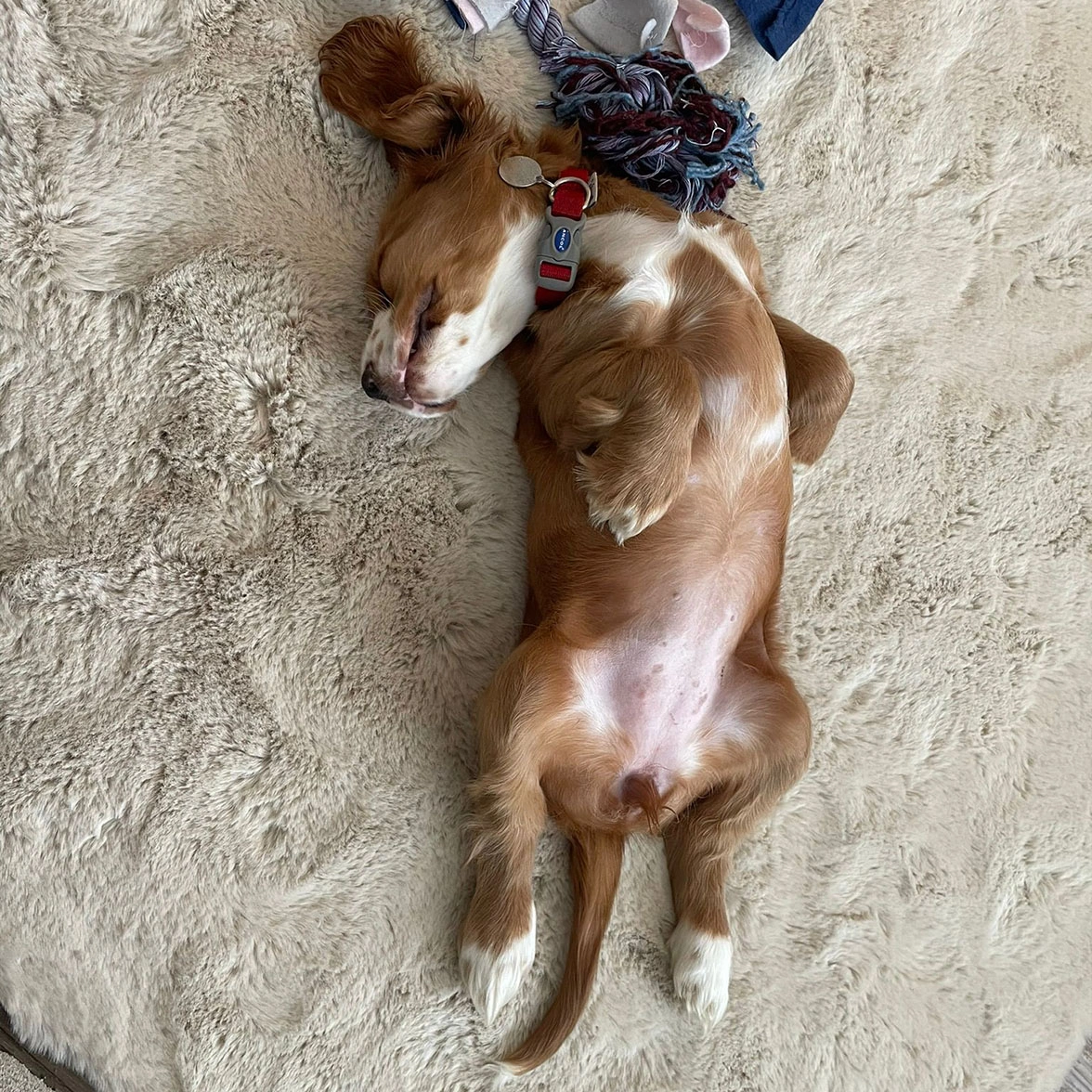 Golden spaniel sleeping on back showing belly
