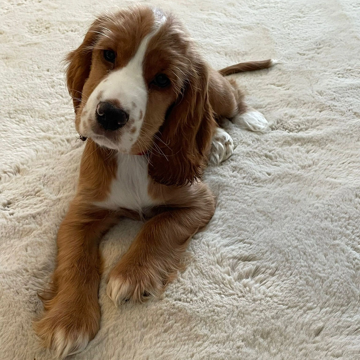 Gold and white spaniel puppy setting on fluffy carpet