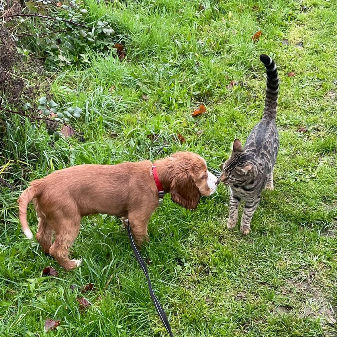 Spaniel puppy greeting grey cat on grass