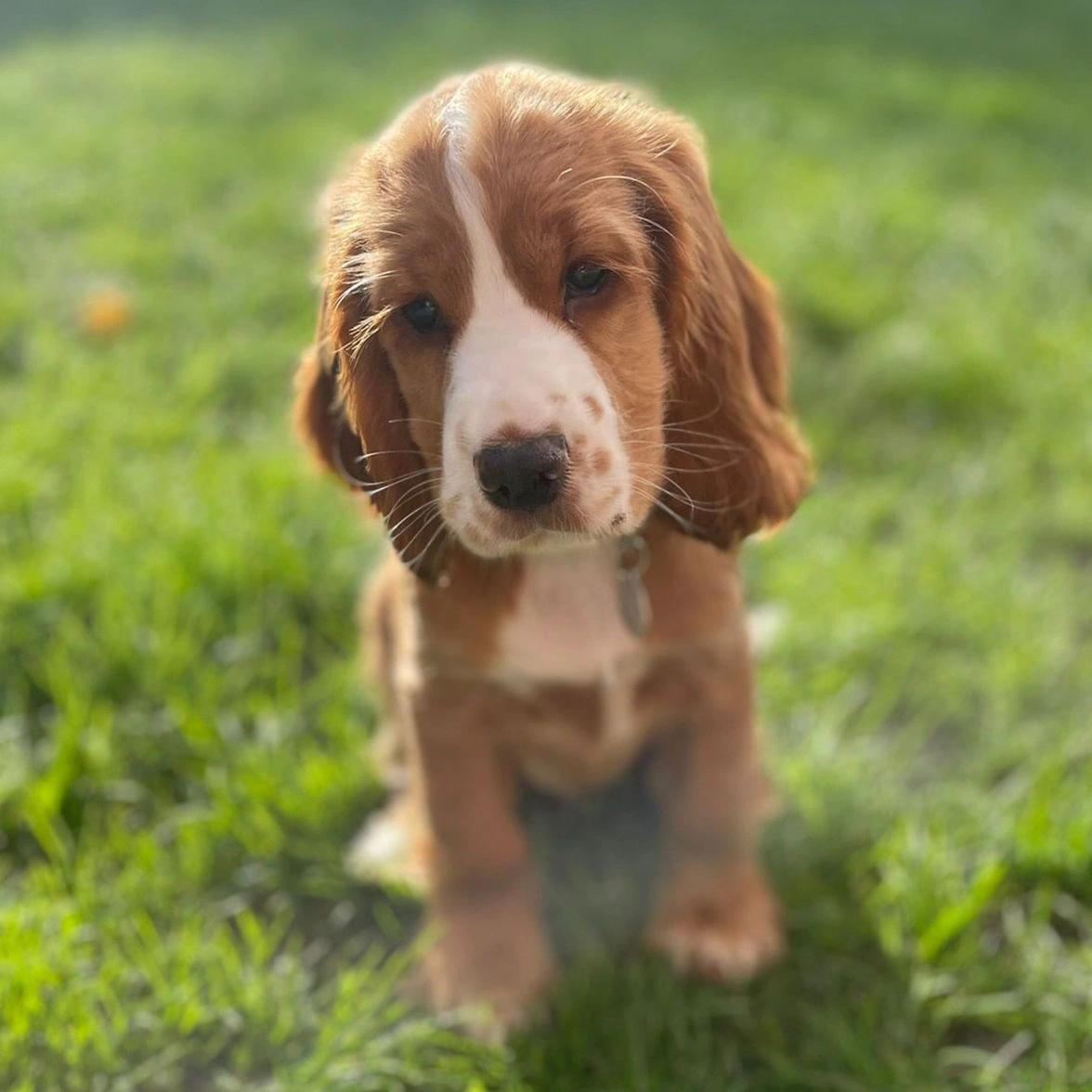 Golden and white spaniel sitting on grass