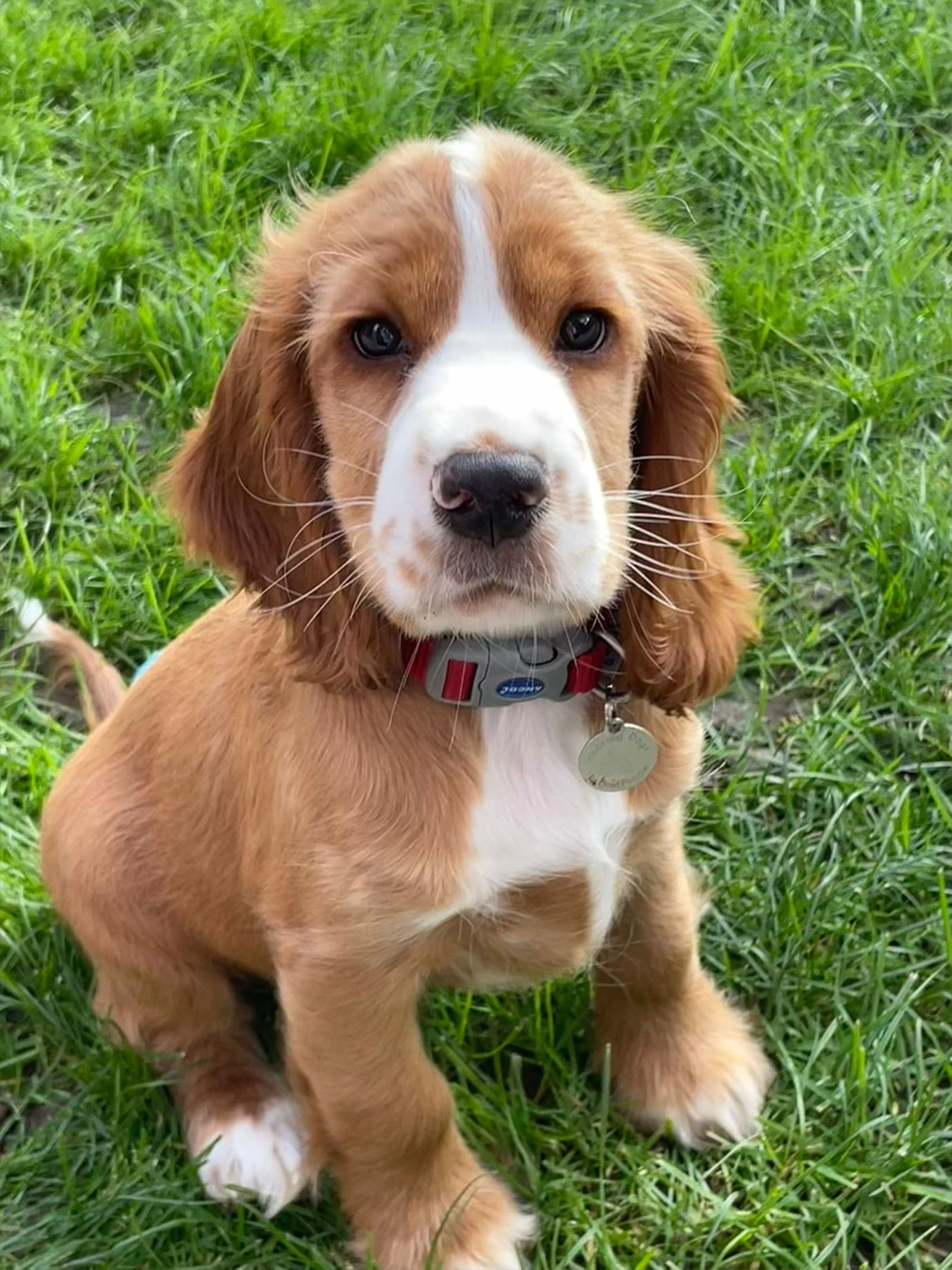 Golden and white spaniel puppy sitting on grass