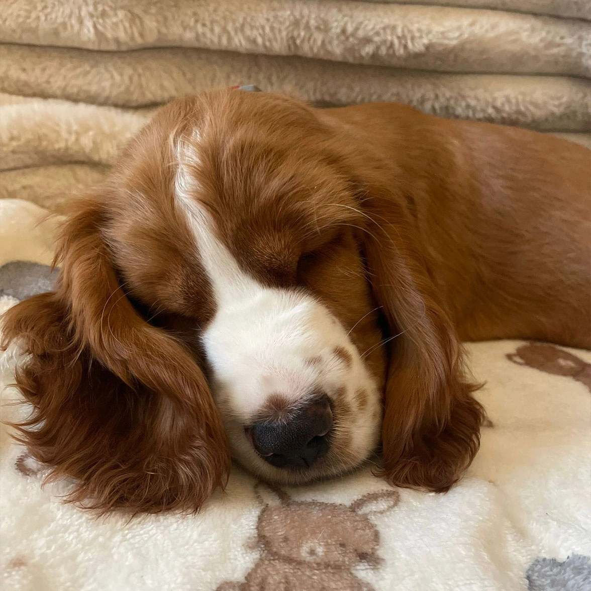 Golden and white spaniel sleeping