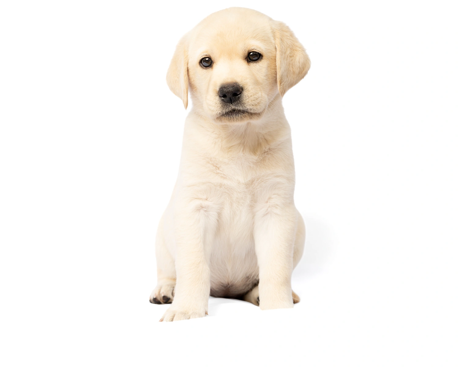 labrador puppy sitting