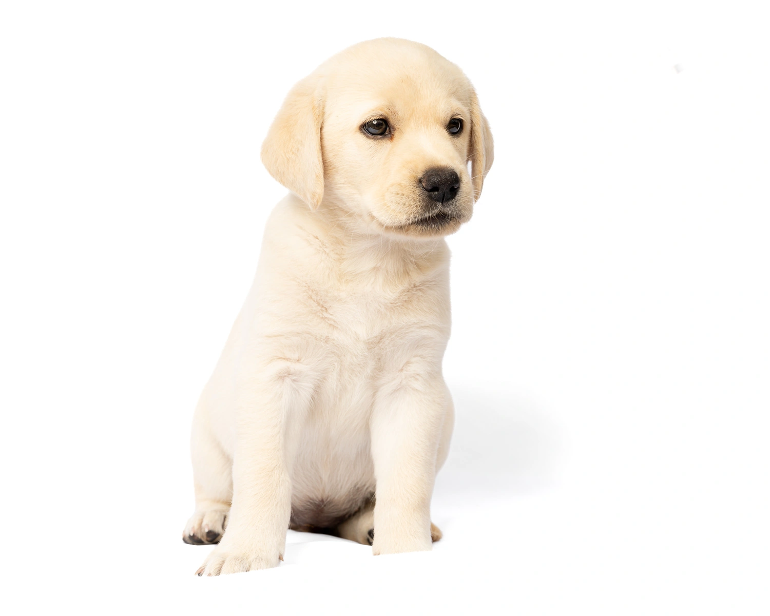 labrador puppy
