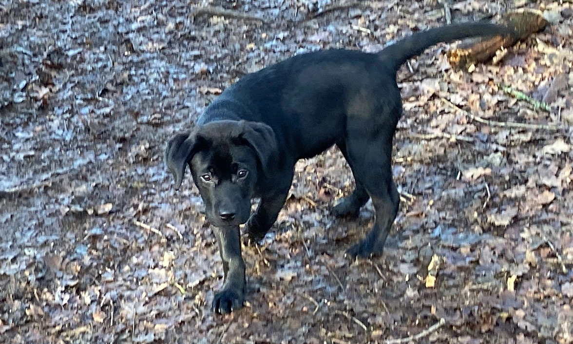 Black Labrador puppy exploring in woods