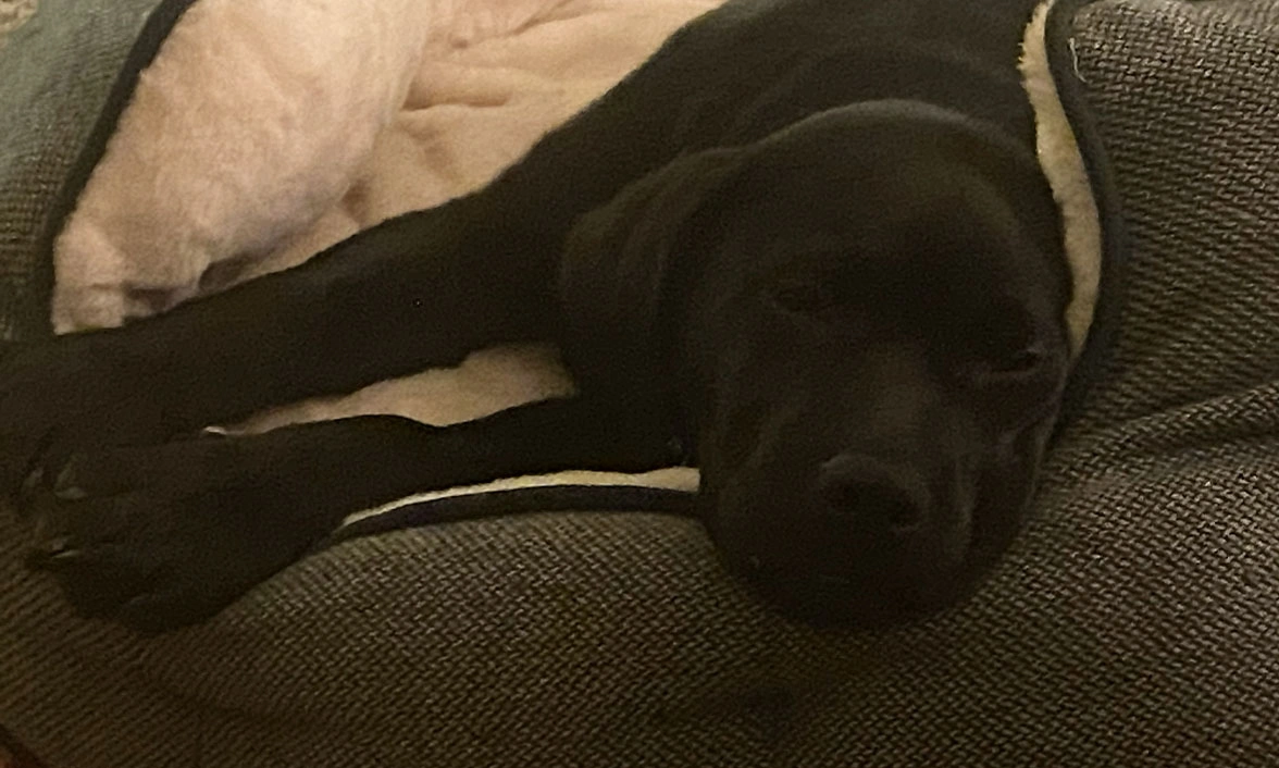 Black Labrador puppy snoozing on bed