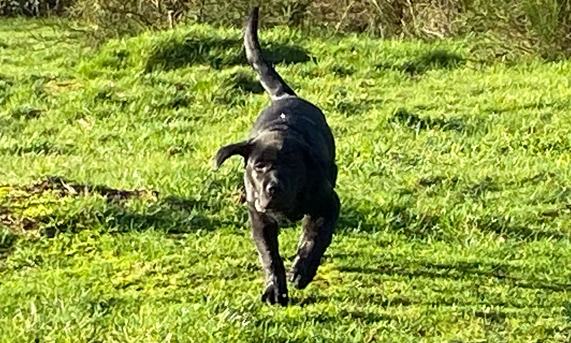 Black Labrador puppy running on grass