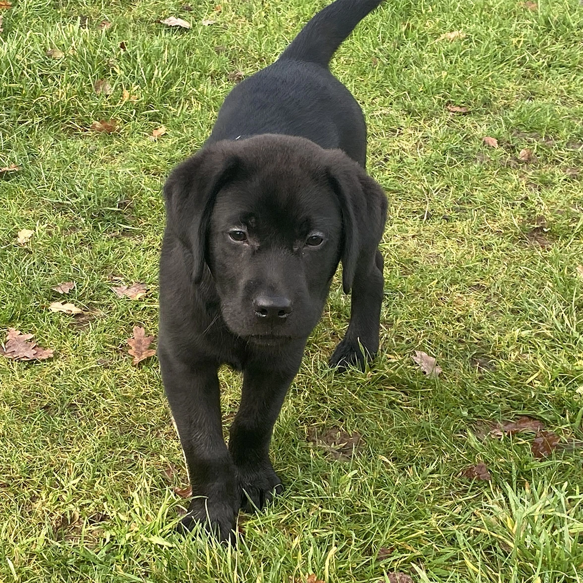 Black Labrador puppy walking on grass
