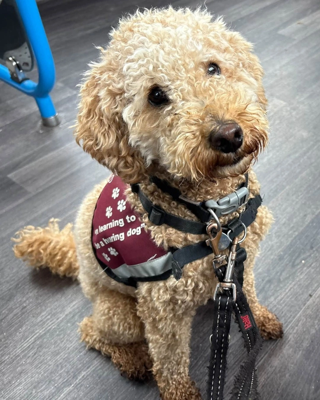Poodle Flynn sitting on the floor of a bus, looking attentively up at his handler. He is wearing a hearing dogs training jacket.
