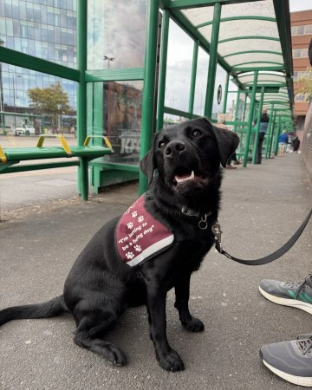 Black labrador Brook, wearing his training jacket, sitting at a bus shelter