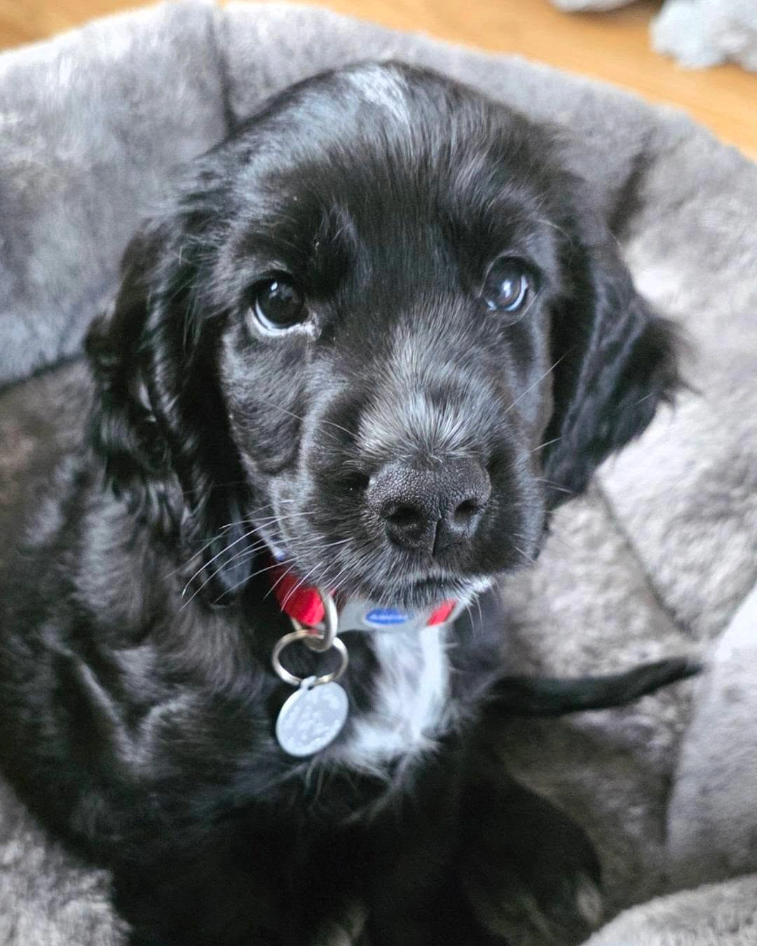Black and white cocker spaniel puppy, with cute puppy eyes, looking upwards. 