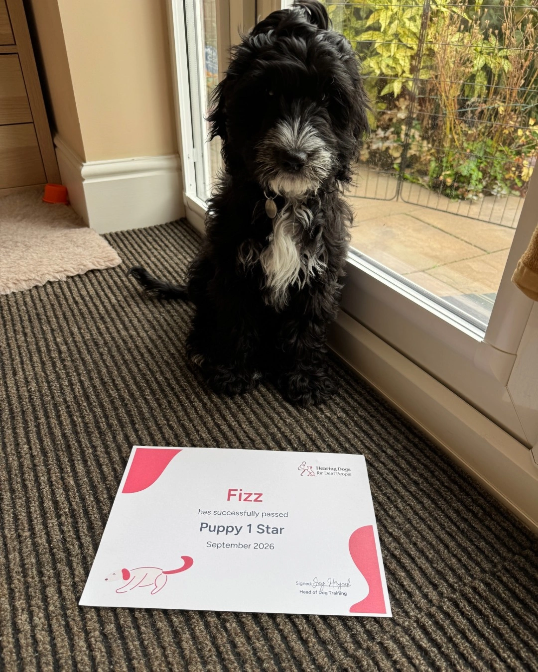 Black and white cockapoo sitting beside a glass door. A puppy 1 star certificate is on the carpet in front of him.