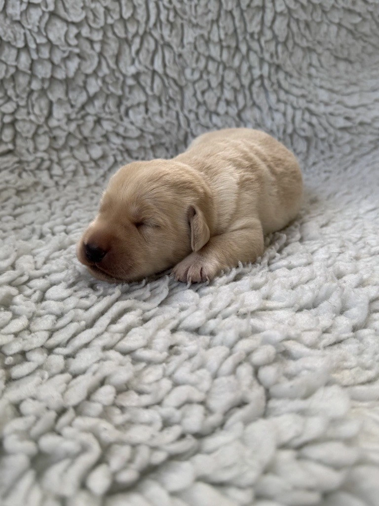 new born labrador