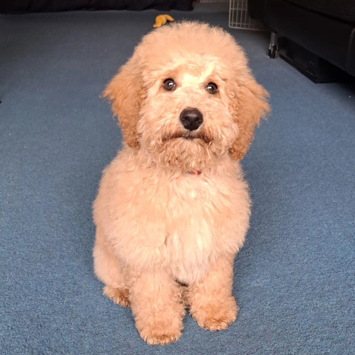 Red Miniature Poodle puppy sitting on carpet after first groom