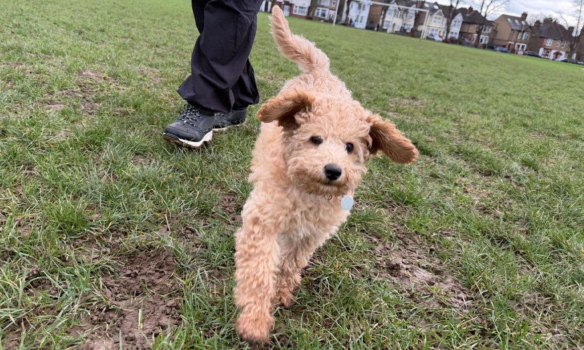Red Miniature Poodle puppy running through grass