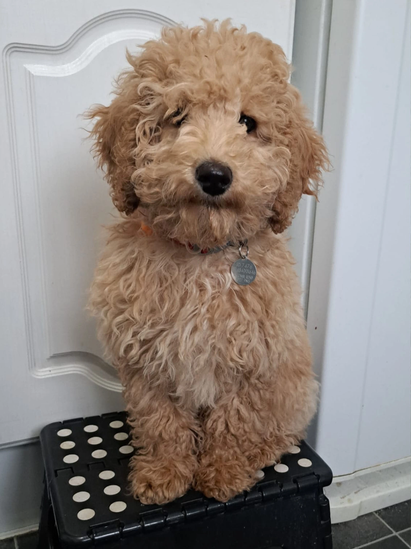 Red Miniature Poodle sitting on step