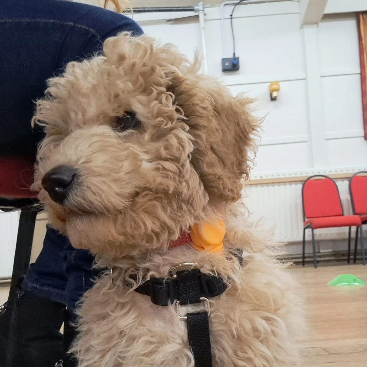 Red Miniature Poodle at puppy class