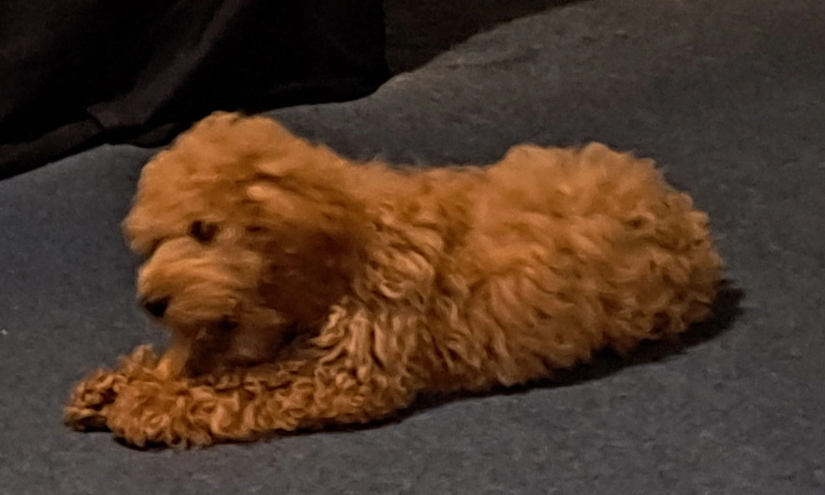 Red Miniature Poodle puppy with chew toy