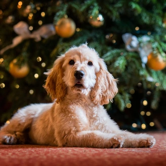 Golden cockerpoo in front of a Christmas tree