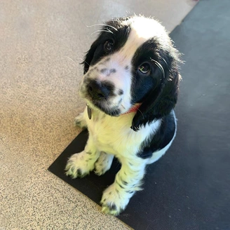 Black and white spaniel puppy