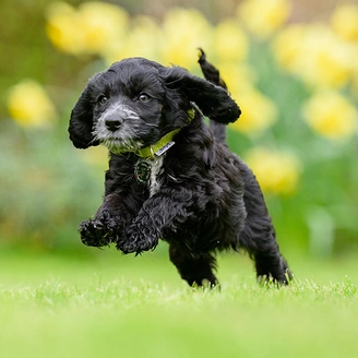 A black cockapoo puppy is running through the grass with daffodils in the background