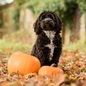  Black Cockapoo with white chest sat outside just behind two pumpkins surrounded by fallen autumnal leaves