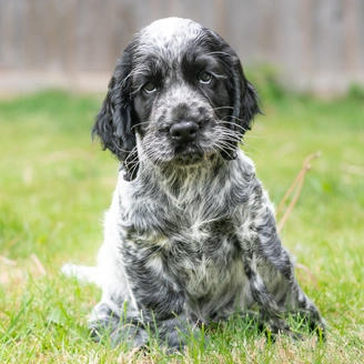 A black and white cocker spaniel puppy sitting on a grassy lawn
