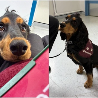 Two photo collage of a black and tan spaniel. In the first photo, the dog rests its head on a person's leg, looking upward with large eyes. In the second photo, the dog is sitting wearing a training vest that reads "I'm learning"