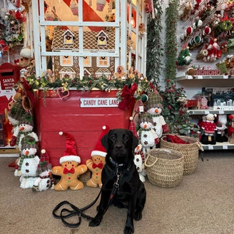 A black Labrador is sitting in front of a christmas display in a garden centre. Snowmen, gingerbread men and candy canes can be seen in the background