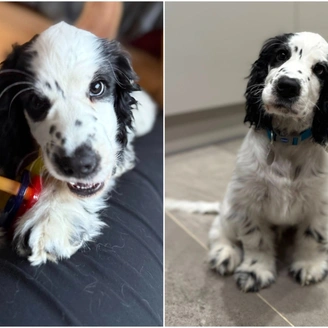 Cute black and white spaniel chewing a toy (left) and sitting looking up (right)