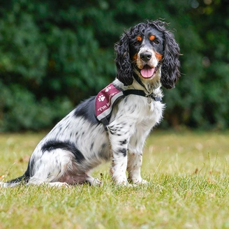 A black and white socker spaniel, wearing a training jacket sitting on grass.