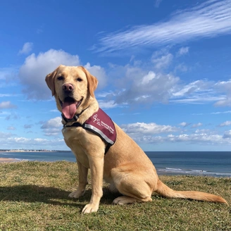 A light coloured labrador sitting on short grass against a backdrop of blue sky, clouds and sea in the distance.. He is wearing a burgundy hearing dogs jacket.